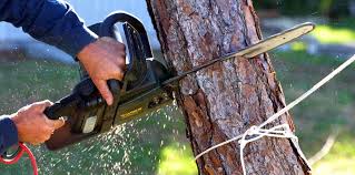 Reliable Olivia, MN  Tree Services Solutions